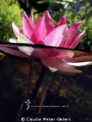 waterlily - freshwater by Claudia Weber-Gebert 